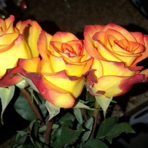 Meet your Posher, Evelyn